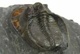 Detailed Scotoharpes Trilobite - Boudib, Morocco #289441-3